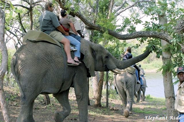 Elephant Safaris 1