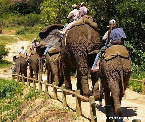 Elephant Safaris 2